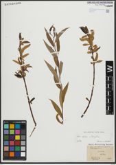 Foto von Salix alba L. x Salix fragilis L.